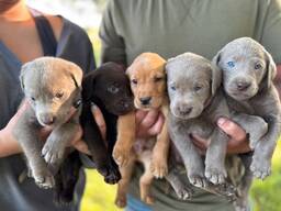 7-tygodniowy szczeniak labradora – gotowy na nowy dom