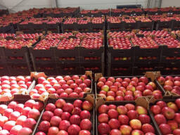 Агент по поиску фруктов, овощей в Польше, Европе