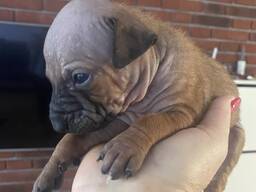 Американський голий терʼєр