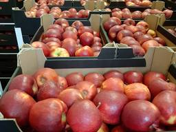 Apple Red Prince // Export