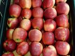 Apple Red Prince // Export - zdjęcie 2