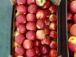 Apple Red Prince // Export - zdjęcie 3