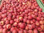 Apples Gala Mast // from Poland - zdjęcie 2