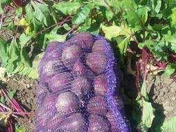 Beetroot ZEPPO from Ukraine (new crop)