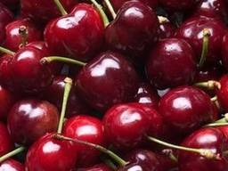 Черешня Македония 2021