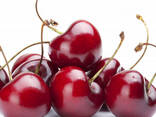 Черешня сорт бычий глаз из Узбекистана - фото 3
