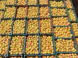 Cherries, sour cherries, apricots, peaches, peach nectarines, raspberries..