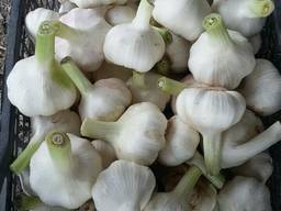 Чеснок
