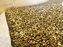 Czyste, umyte, zielone ziarna kawy Arabica, sito nr 18