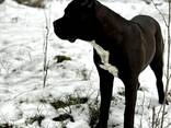 Dziewczyna rasy Cane Corso - zdjęcie 1