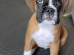 Dostępne energiczne szczenięta boksera