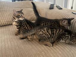 Dostępne przepiękne kocięta bengalskie!