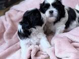 Dostępne są urocze szczenięta rasy Shih Tzu - zdjęcie 2