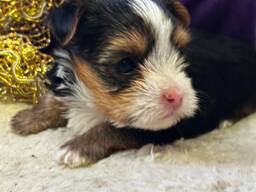 Dostępne są wspaniałe szczenięta Yorkie/Biewer!