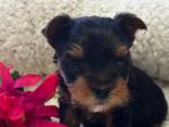 Dostępne są wspaniałe szczenięta Yorkie/Biewer! - zdjęcie 3