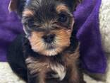 Dostępne są wspaniałe szczenięta Yorkie/Biewer! - zdjęcie 6
