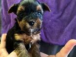 Dostępne są wspaniałe szczenięta Yorkie/Biewer! - zdjęcie 9