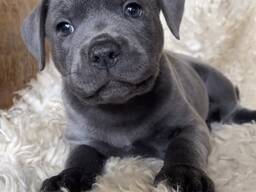 Dostępne silne i kochające szczenięta rasy staffordshire terrier