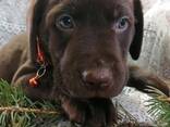 Dostępne szczenięta rasowego labradora retrievera - zdjęcie 3