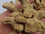 Dry Whole Ginger from Vietnam - zdjęcie 1
