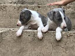 Elegancki szczeniak whippet