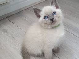 Eleganckie kocięta syjamskie dostępne