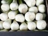 Fresh garlic - фото 1