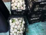 Fresh garlic - photo 5