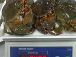 Fresh King Crab Available /King Crab, Red Frozen King Crab, Live Norwegian dungeness crabs - zdjęcie 2