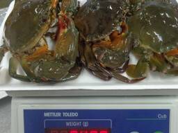 King Crab Legs Quality King Crabs Snow Crab, Alaskan King Crabs, Norwegian quality crabs