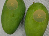 Fresh Mango from Vietnam - фото 1