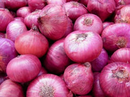 Fresh Onion