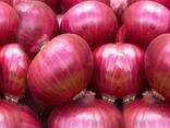 Fresh Red white and yellow Onion to be supplied . - zdjęcie 2
