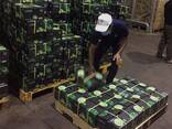Fresh Seedless Lime from Vietnam - zdjęcie 2