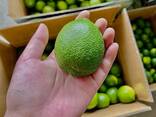 Fresh Seedless Lime from Vietnam - zdjęcie 3