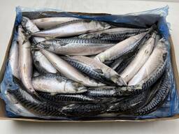 Frozen Mackerel Fish 300-500gr 400-600, 600gr ; 20Kg,