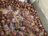Frozen Passion Fruit - zdjęcie 2