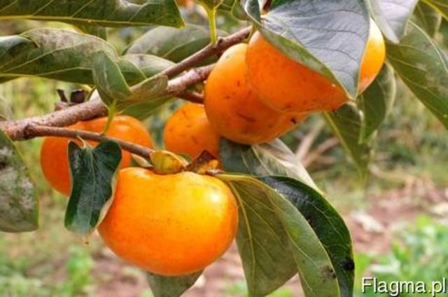 Фрукты из Европы логистические решения Хурма