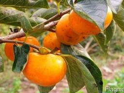 Фрукты из Европы логистические решения Хурма