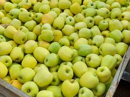 Gospodarstwo Sadownicze