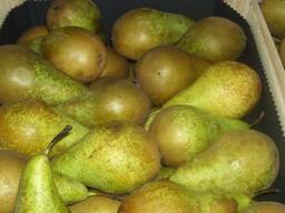 Груша Конференция