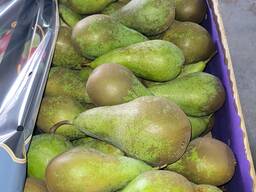 Груша (Конференция, Лукас)