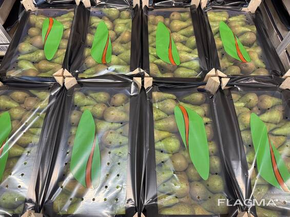 Груша "Conference"