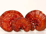 Grzyby Reishi 50g - фото 2
