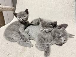 Hipoalergiczne, rodzinne kocięta rosyjskie niebieskie