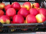 Jabłka polskie - фото 1
