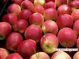 Jabłka polskie - фото 2