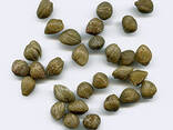 Capers from Uzbekistan - zdjęcie 1