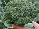 Broccoli cabbage from Uzbekistan - zdjęcie 3