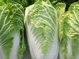 Kapusta Pekińska/ Капуста Пекинская